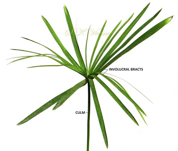  Involucral bracts